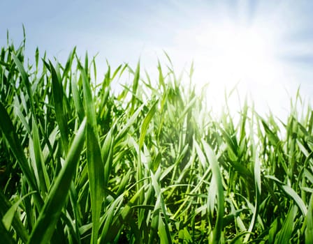 grass meadow sky sun