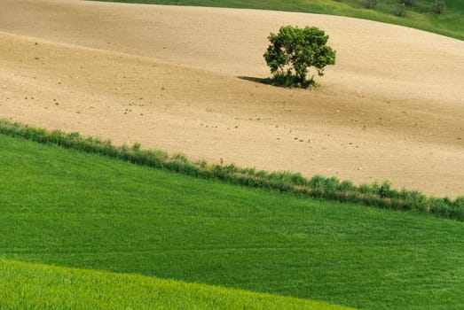 tree and grass on the hills of Tuscany