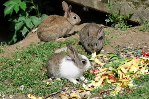 three rabbits intent on eating apple peel