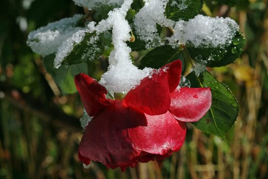 Snow white and rose red