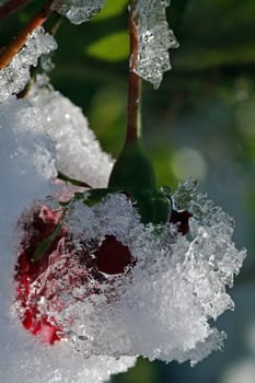 Rose in a Snow Mantle