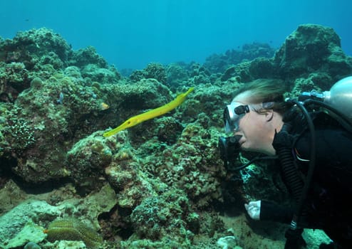 Diver and trumpet fish