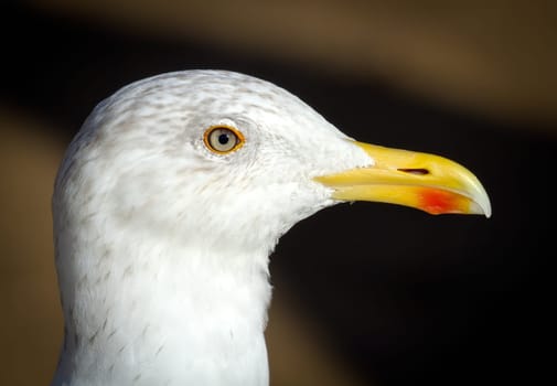 Extreme close-up portrait of a seagull
