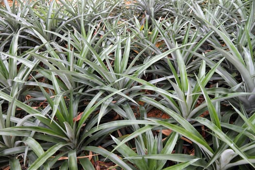 pineapple plantation