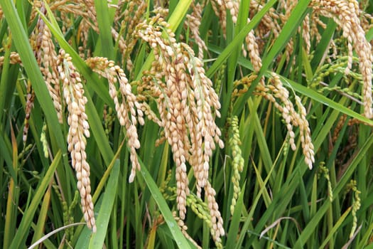 rice
