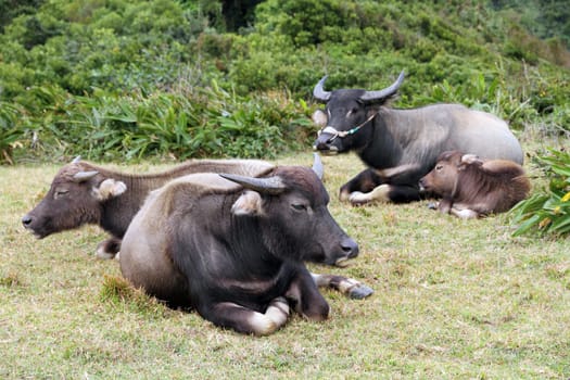 water buffalo