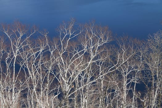 Abstract frost trees
