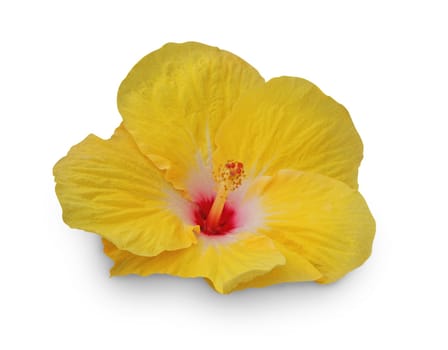 Hibiscus flower