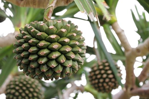 Adan fruit tree in Okinawa, Japan