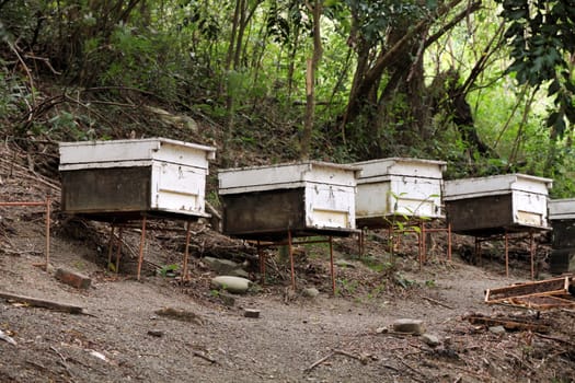 beehives in the forest