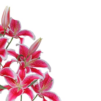 Lily flowers isolated on white