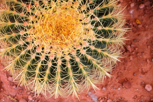 Closeup of a golden barrel cactus (Echinocactus grusonii)