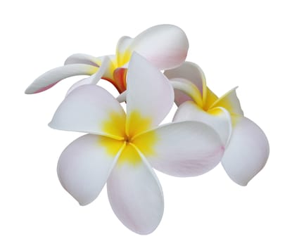 Frangipani (plumeria) tropical flowers isolated on white background