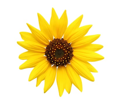 Sunflower isolated on white background