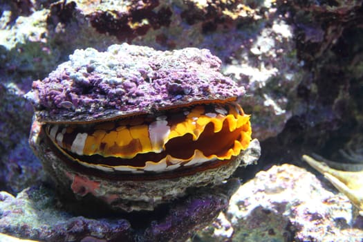 Giant clam