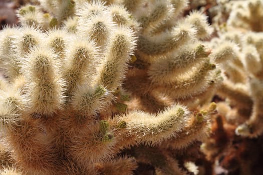 Close up of Cholla Cactus