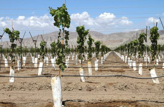 Vineyard