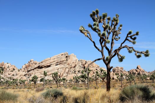 Yucca trees in Joshua Tree National Park, California