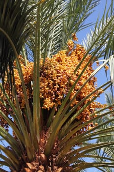Riped dates (dates fruit)