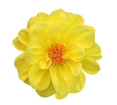 Dahlia Isolated on White Background - clipping path included