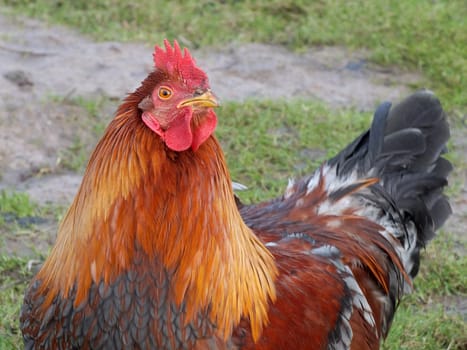 Young rooster in free range