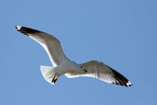 In flight