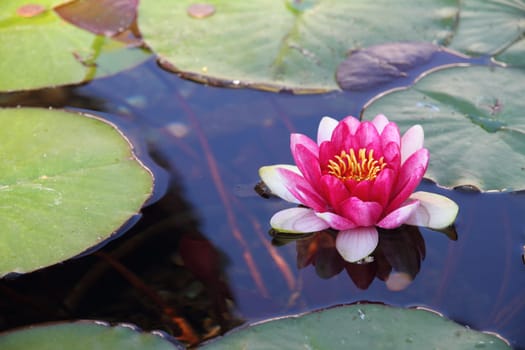 Water lily
