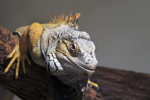 Reptile