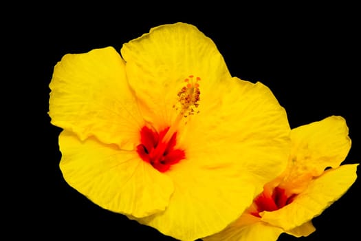 Yellow hibiscus flower isolated on black background