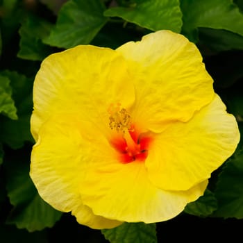 Square shot of a yellow hibiscus flower on shrub