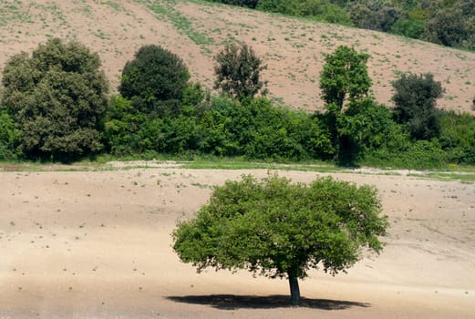 tree on arable farmland in Grosseto in Tuscany