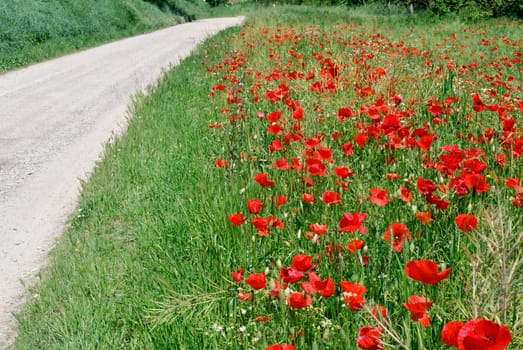 red poppies on the edge of a dirt road