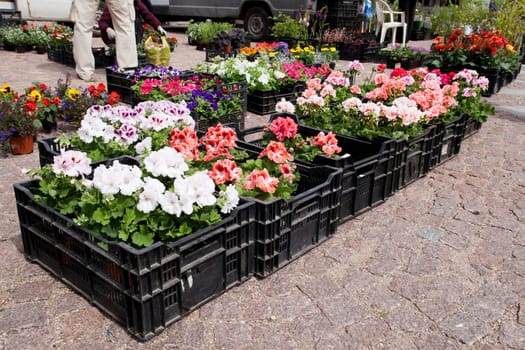 Spring flowers in boxes at an outdoor flower market