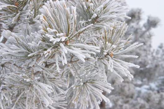 Hoar-frost on frozen pine