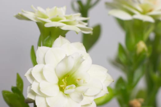 White double-flowering kalanchoe - macro