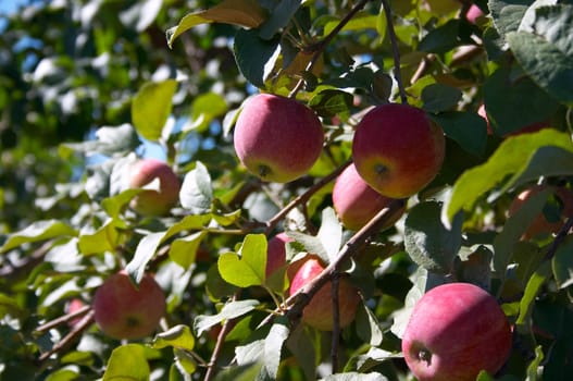 Apples on the tree