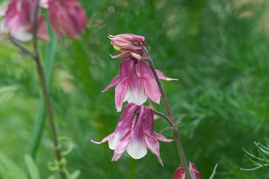 Flowers of Aquilegia