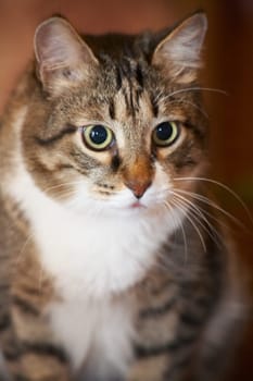 Cat portrait. Kuzia - senior cat (12 y.o.)
