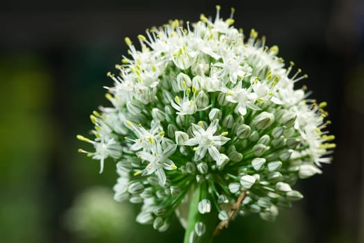 Inflorescentia of onion.
