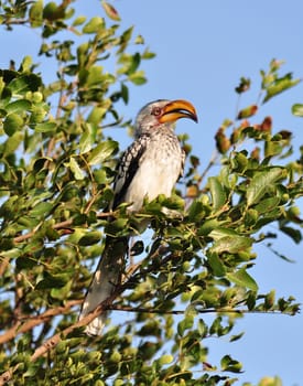 Southern yellowbilled hornbill in the Kruger Park, South Africa