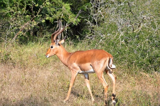 Male Impala Antelope (Aepyceros Melampus) in the Kruger Park, South Africa.