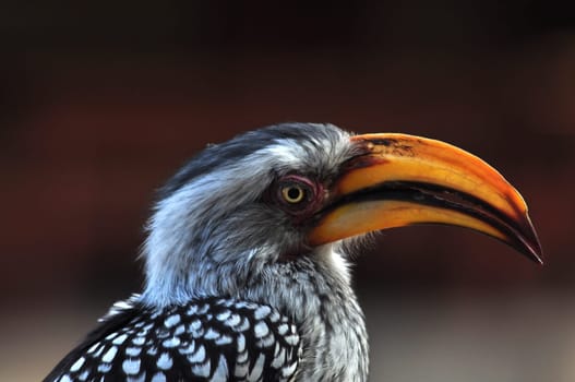 Southern yellowbilled hornbill in the Kruger Park, South Africa