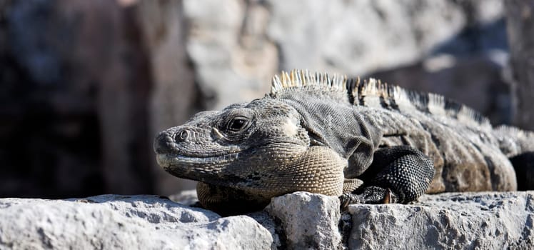 Wild iguana on the rock under the sun