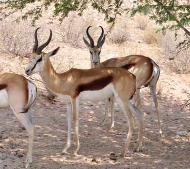 A Springbok Antelope in the Kalahari Desert, Southern Africa.