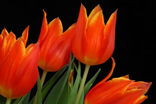 Tulip calyxes