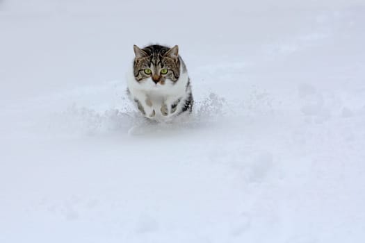 In big leaps through the snow
