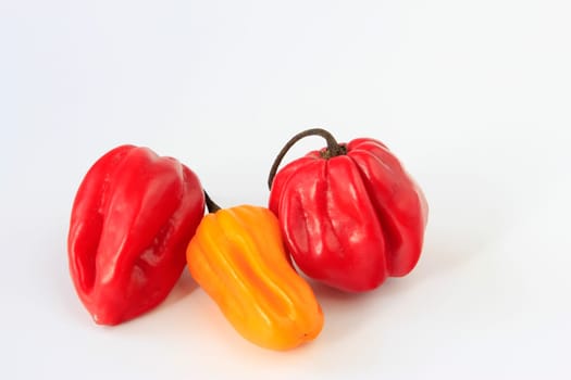 Habanero Chilies