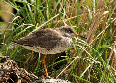 The redshank