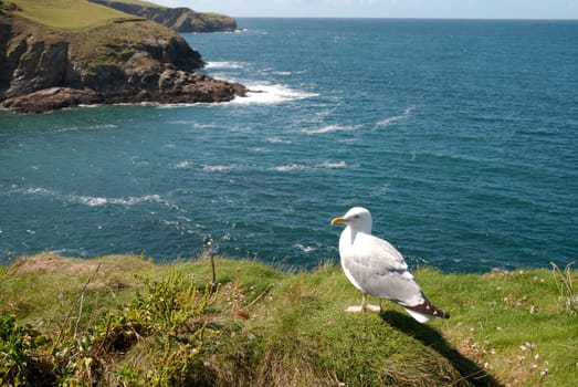 Seagull with sea views in Port Isaac in Cornwall