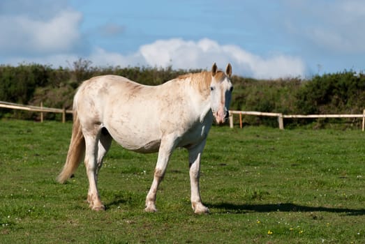 horse in a fenced in Cornwall